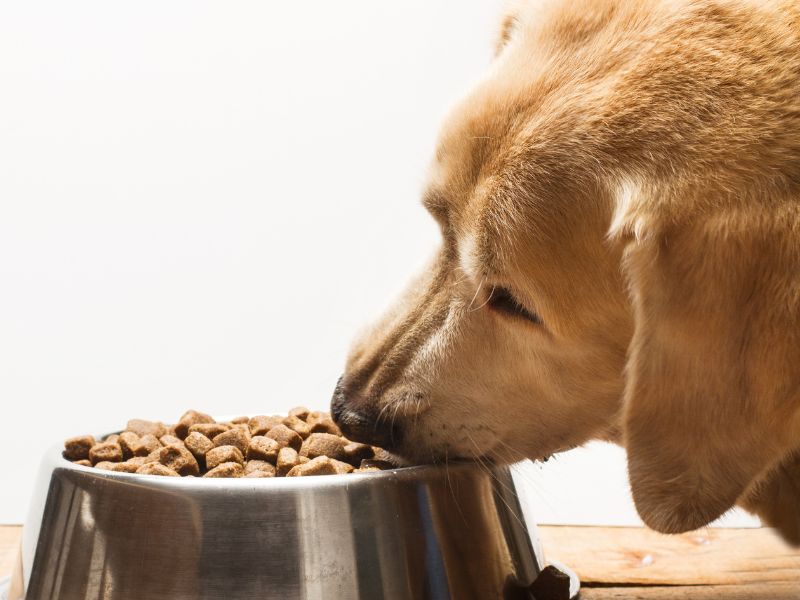Dog eating from a food bowl