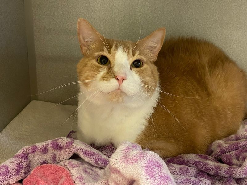 Cat sitting in kennel with blankets