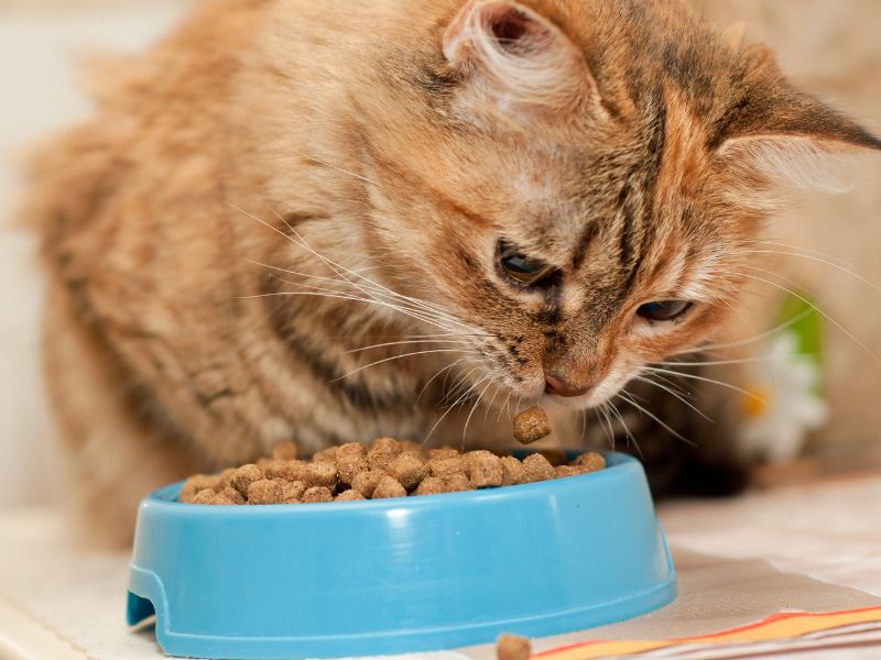 Cat eating food