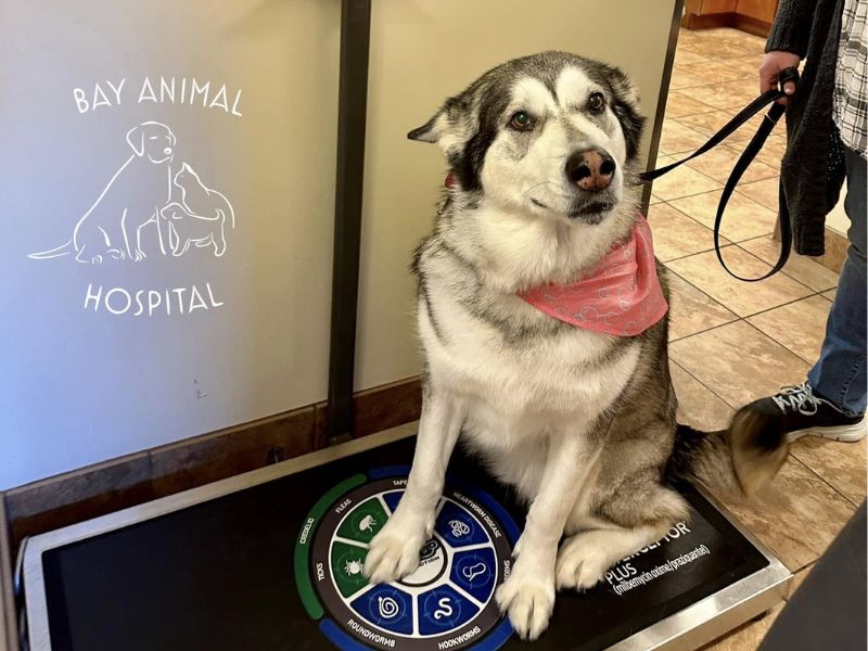 Dog sitting on scale at the vet
