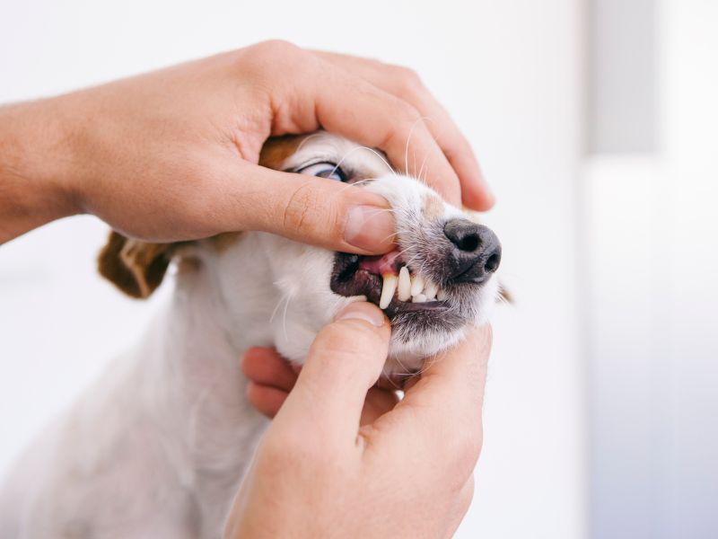 Looking at a small dog's teeth
