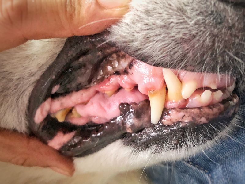 Looking at a dog's teeth and gums
