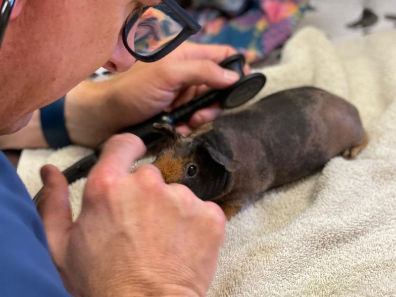 Sick Guinea Pig being examined by doctor