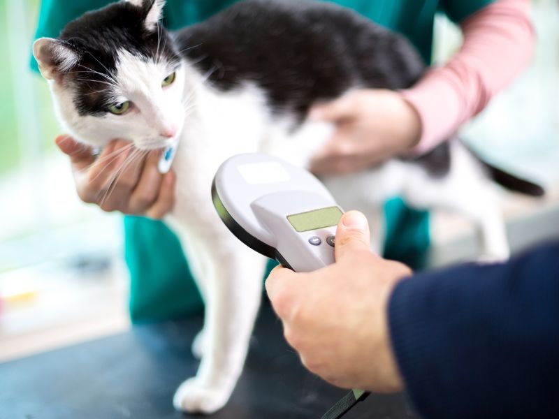 Cat and a microchip scanner