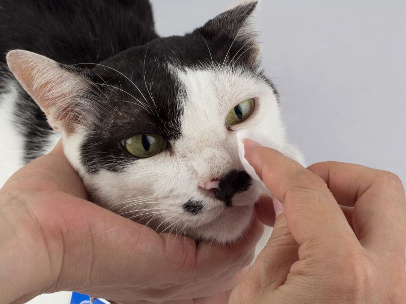 Cat getting its eyes wiped