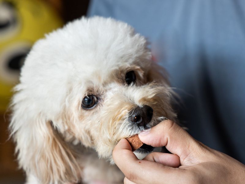 Small Dog eating a chewable tablet
