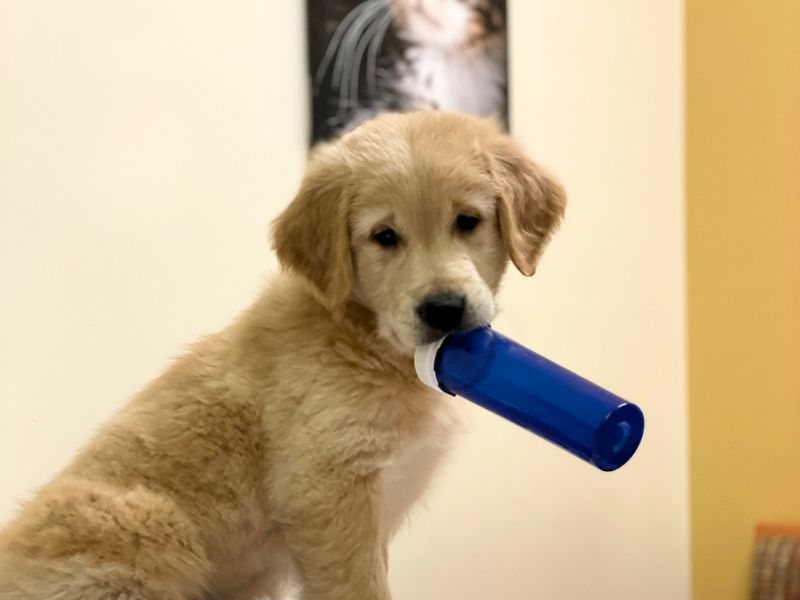 Puppy with a bottle in its mouth
