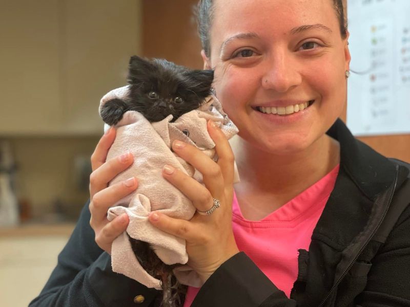 Kitten in a blanket being held up by veterinary staff