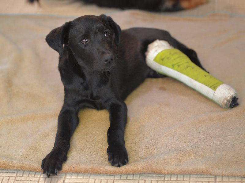 Puppy with a cast and bandage on