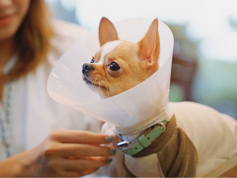 Small dog with a cone after surgery