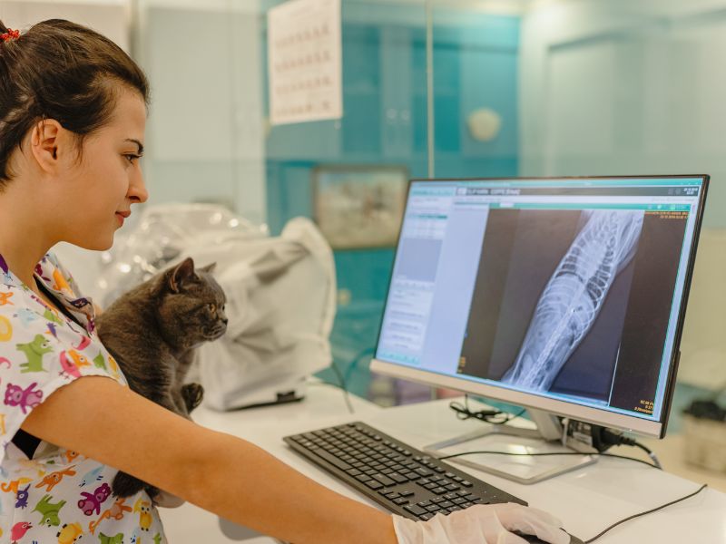 Vet staff holding a cat and looking at Xrays