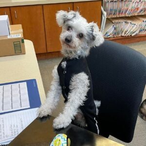 Small Dog sitting at reception