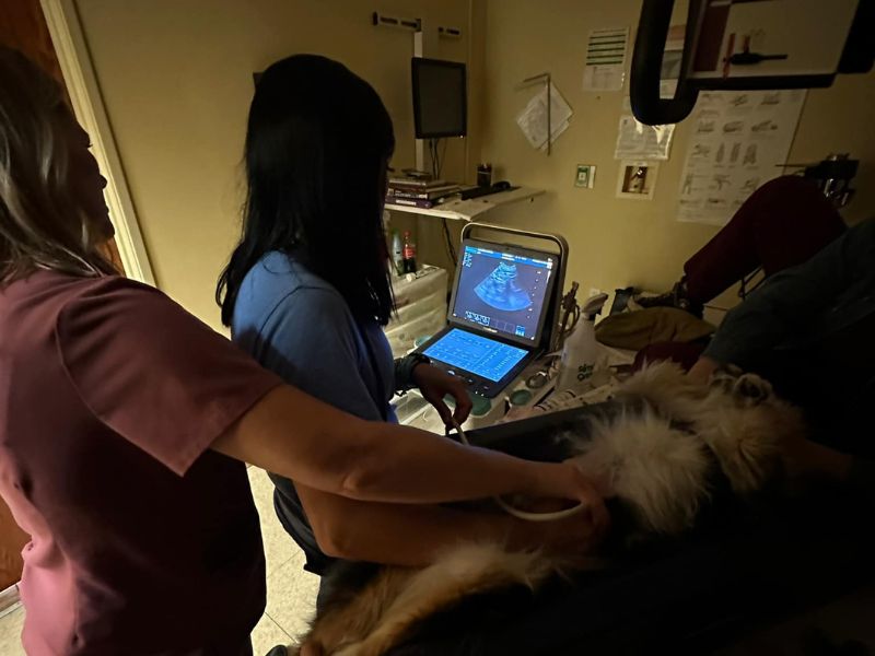Vet Techs looking at ultrasound