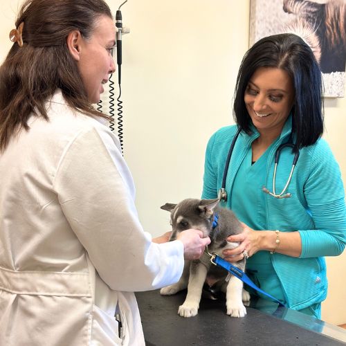 Bay Animal Hospital Building