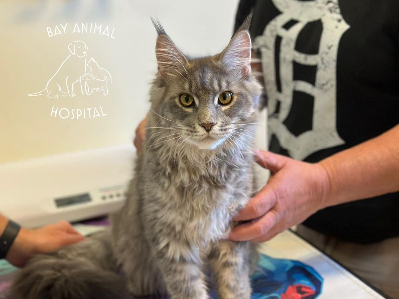Bay Animal Hospital Building
