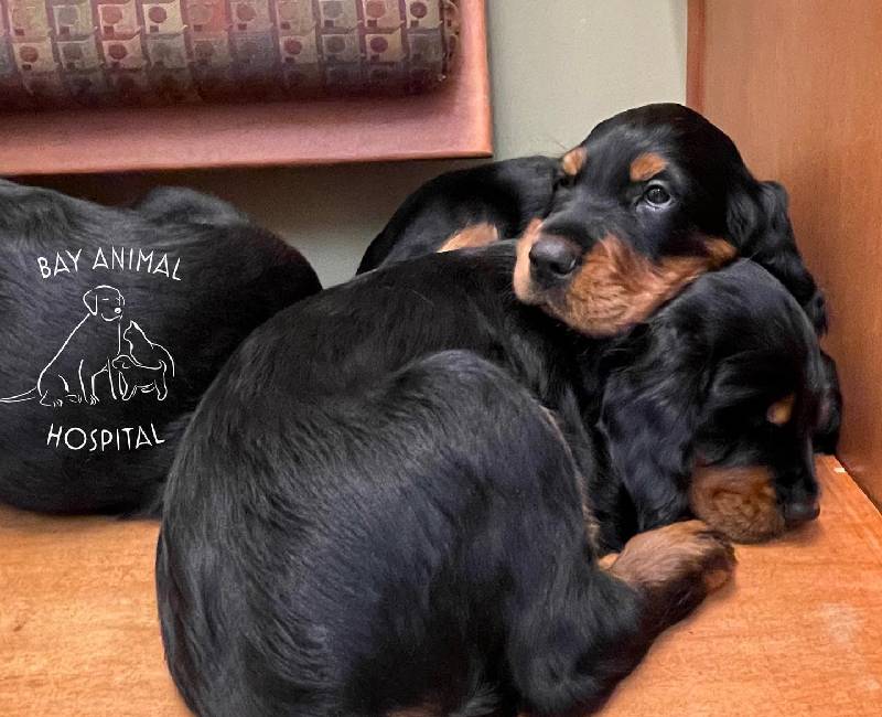 Conditions Treated with Laser Therapy