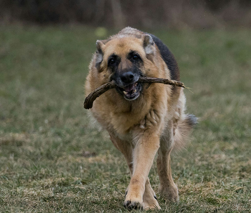 Consultation for End-of-Life Pet Care