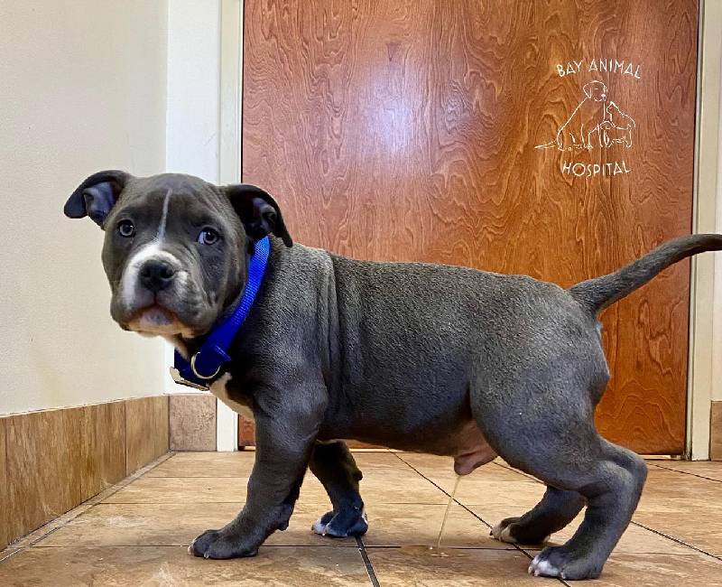 Laser Therapy Works at Bay Animal Hospital