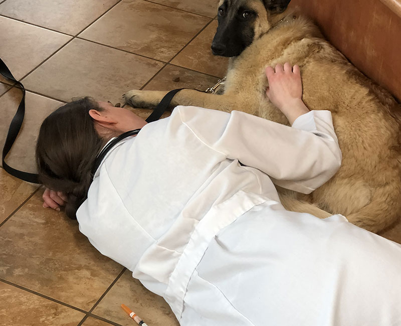 Nutritional Counseling Bay Animal Hospital 