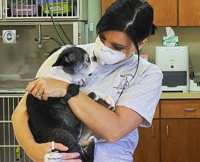 Our Team Bay Animal Hospital 