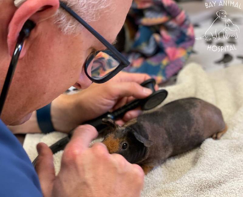 Specialty Services Bay Animal Hospital