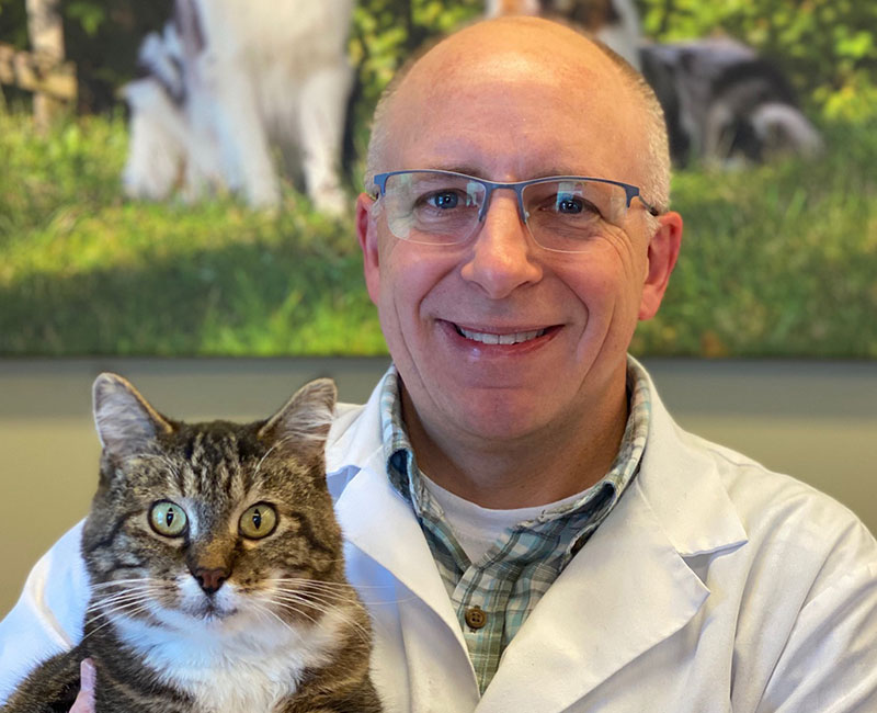 Vaccinations for cat