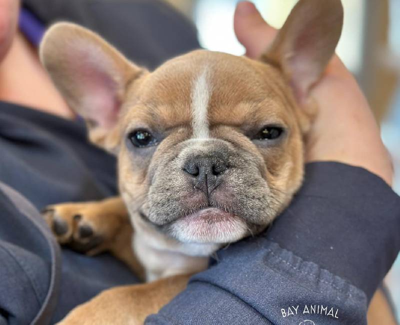 Veterinary Care Matters