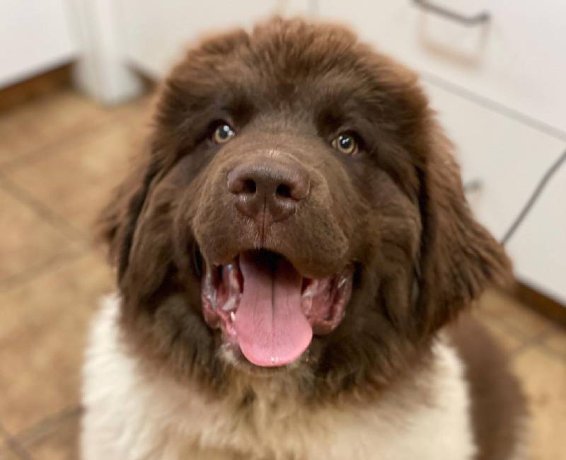 We’re Here to Help Bay Animal Hospital