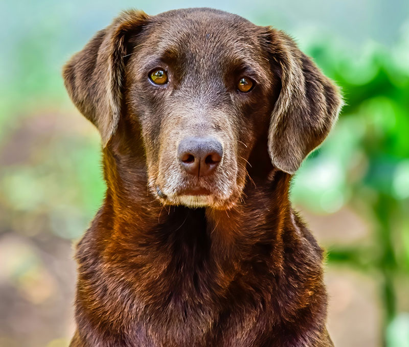 Vaccinations for Dogs, Cats