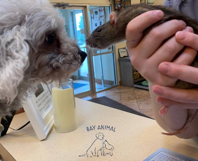 an Emergency Visit Bay Animal Hospital 