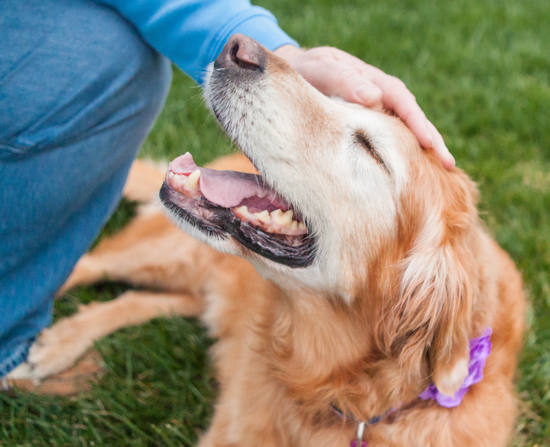 senior dog laying in the grass