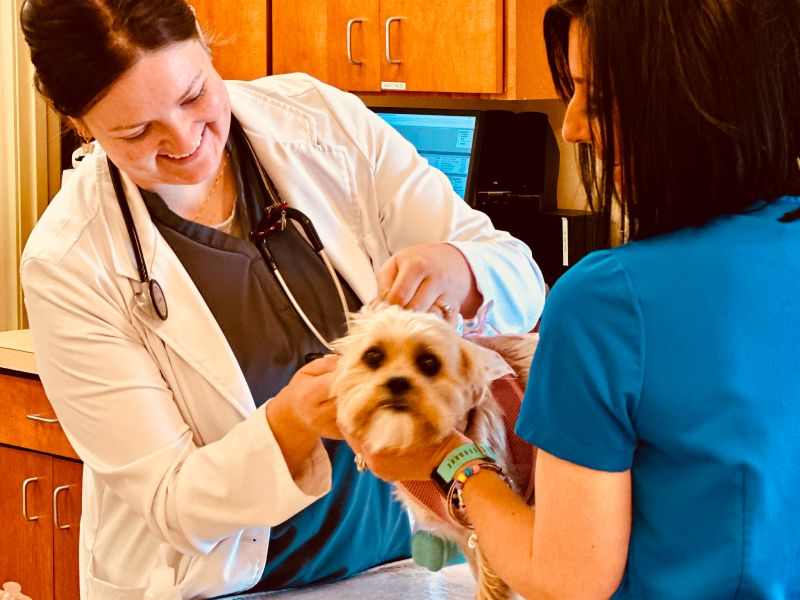 Bloodwork & Urinalysis