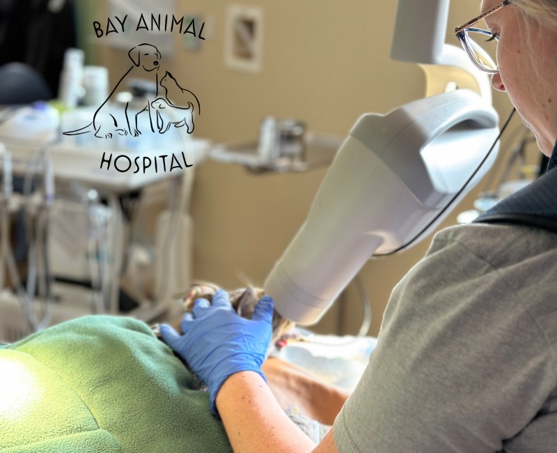 Veterinary Dentistry and  Oral Surgery 