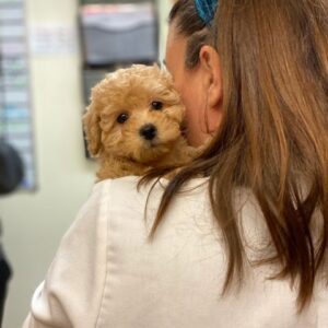 woman holding a puppy