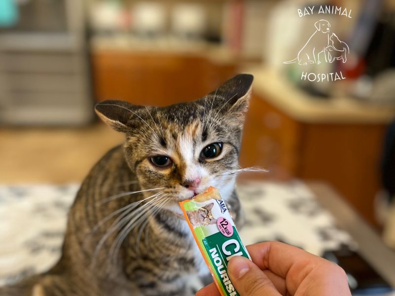 Behavioral Counseling for Pets
