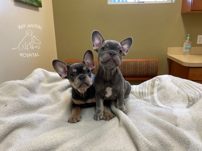 Why Pet Owners Trust Bay Animal Hospital