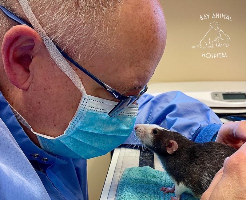 Appointments Offered Bay Animal Hospital