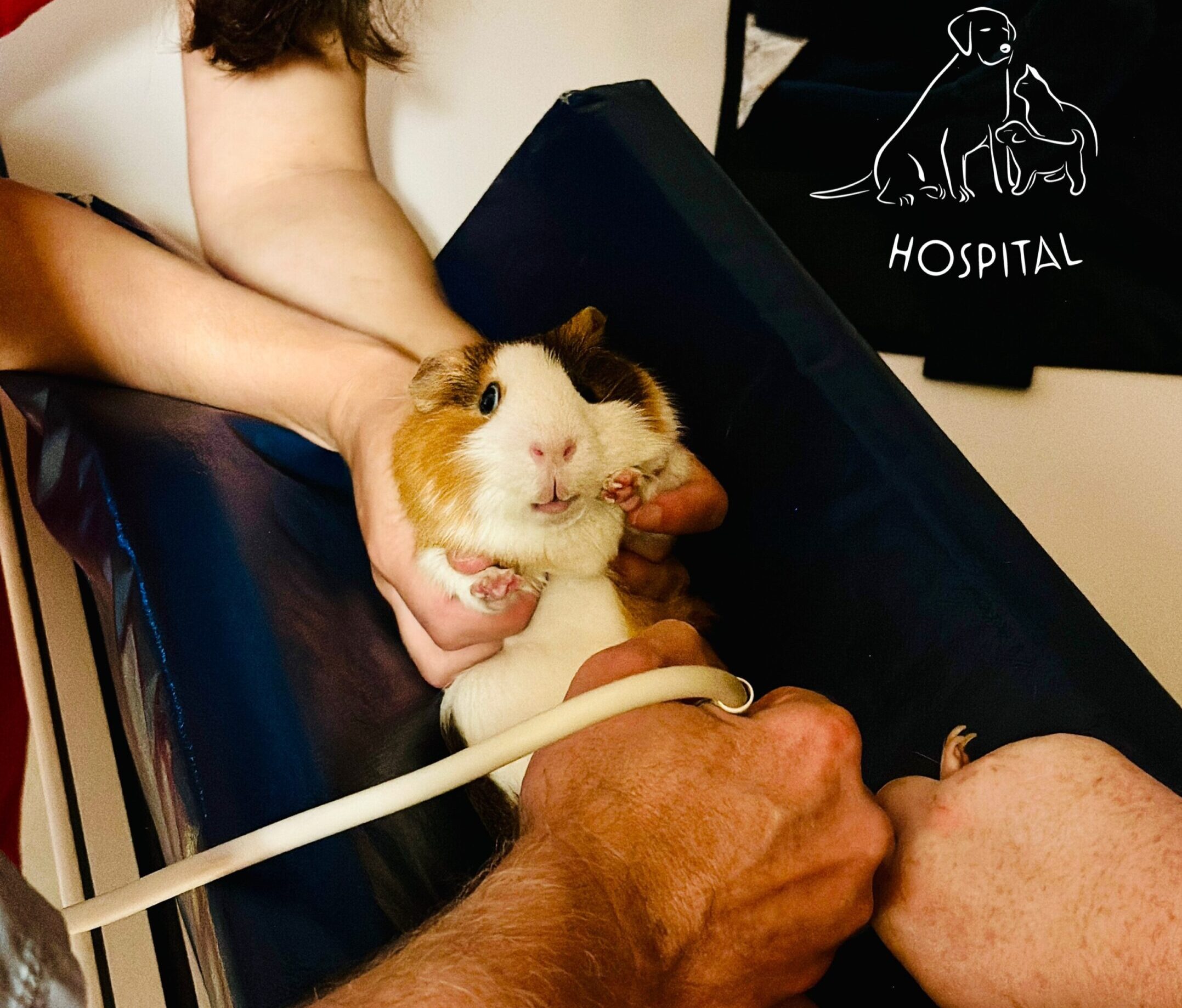Vet Techs looking at ultrasound