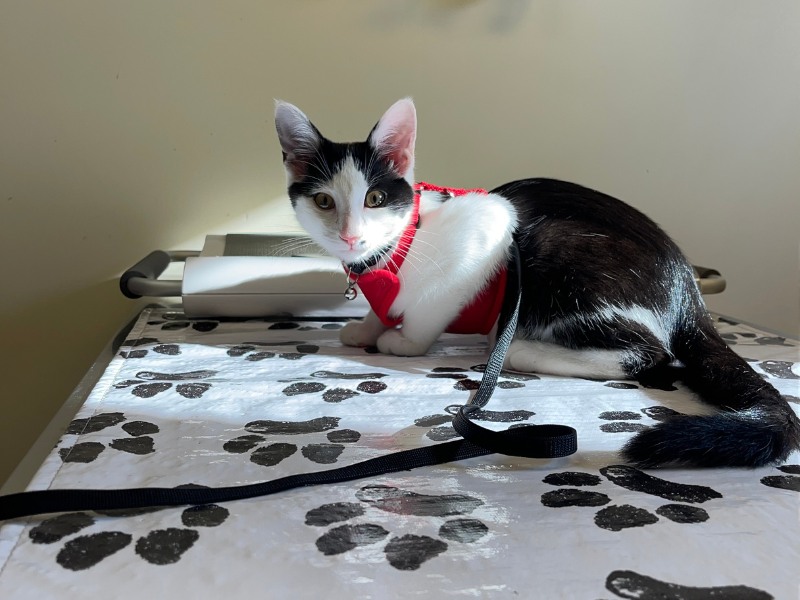 black and white cat on exam table