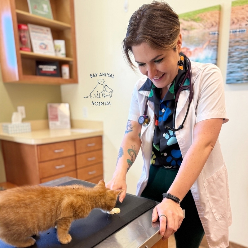 about bg About WELCOME TO THE BAY ANIMAL FAMILY