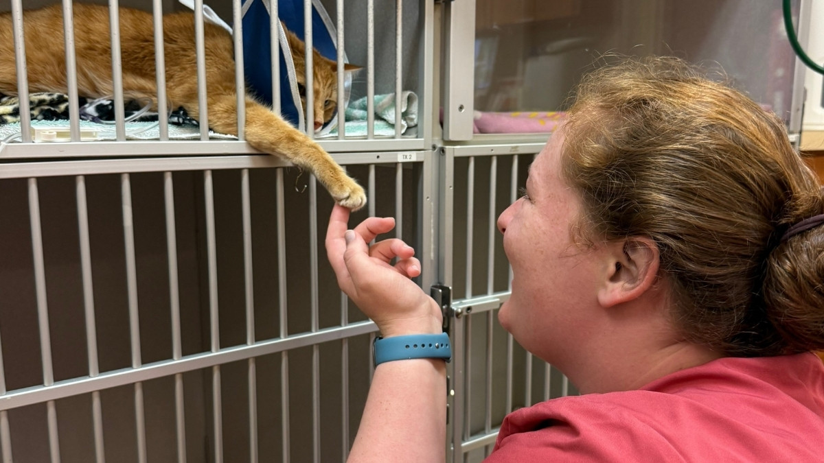 homepage-services-section