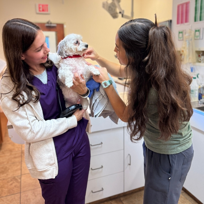 pet diagnostics bg Veterinary Diagnostics Bay Animal Hospital