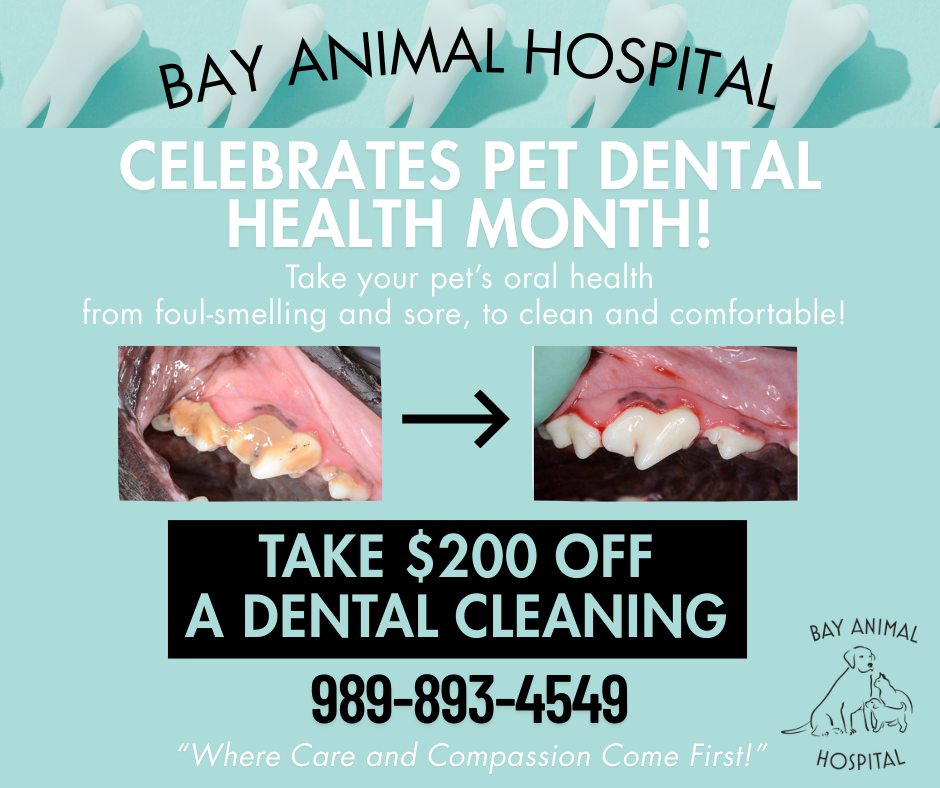 Dental Health Awareness Month New Clients