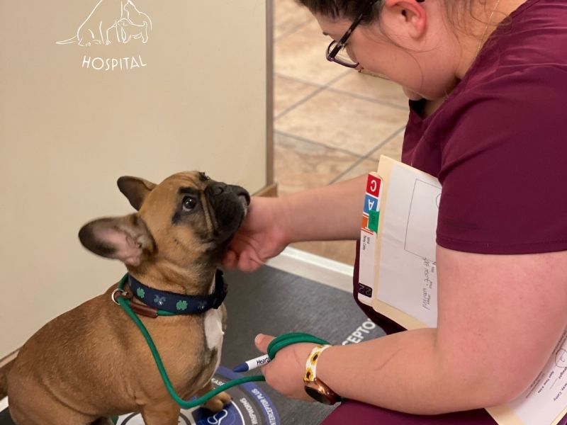 vet staff checking the weight of a dog