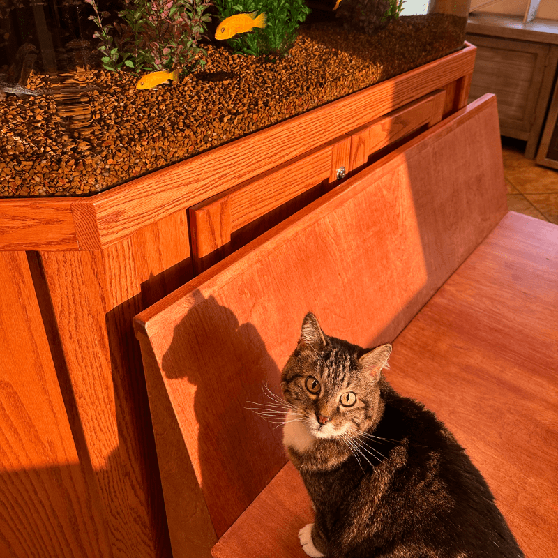 A cat on a bench next to a fish tank