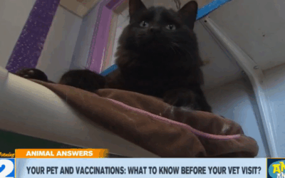 Pet Vaccines