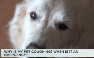 Why is my Pet Coughing?