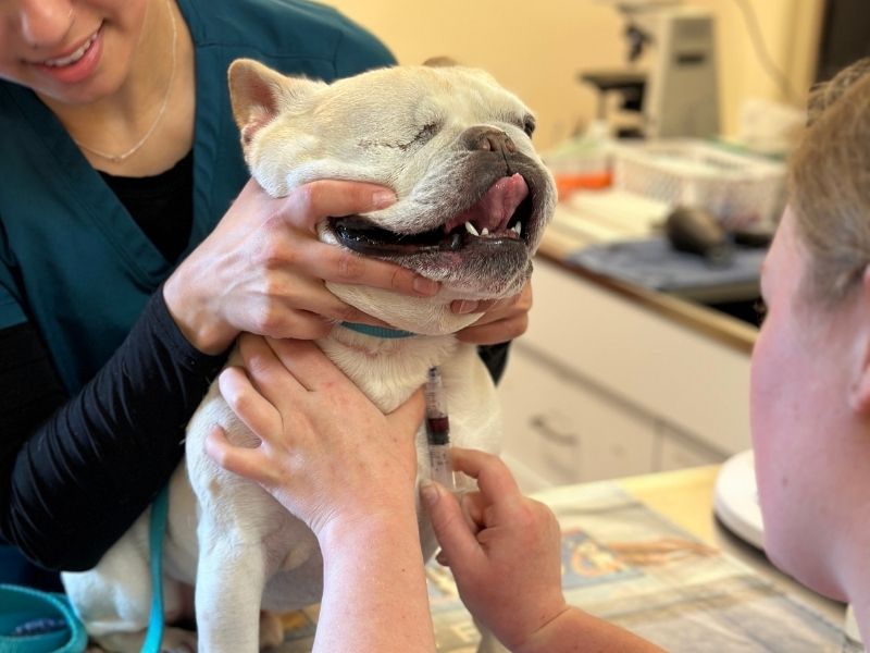 Bloodwork & Urinalysis