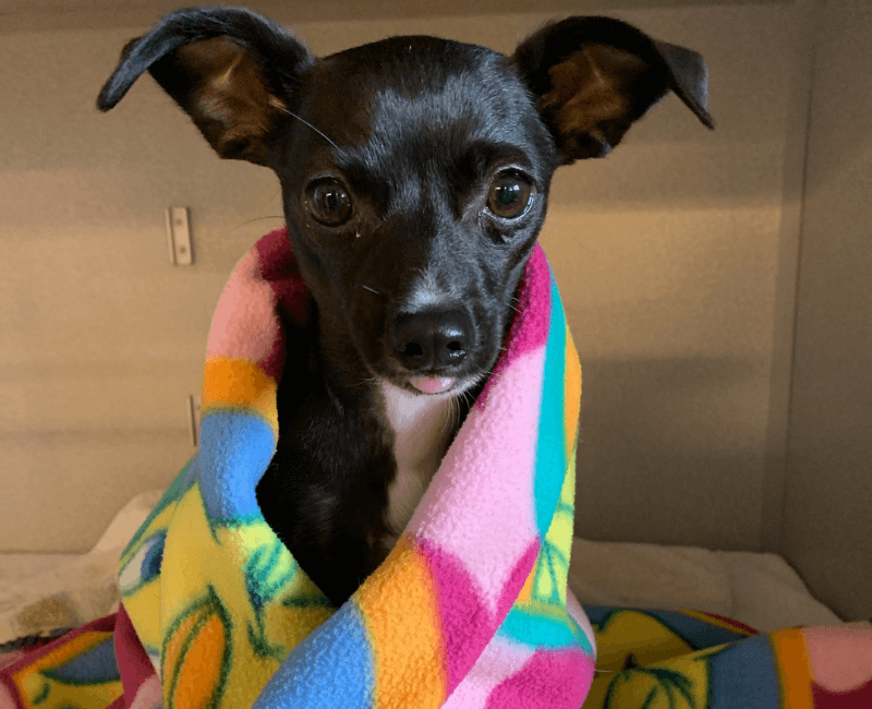 dog-in-colored-blanket A black dog in a colored blanket