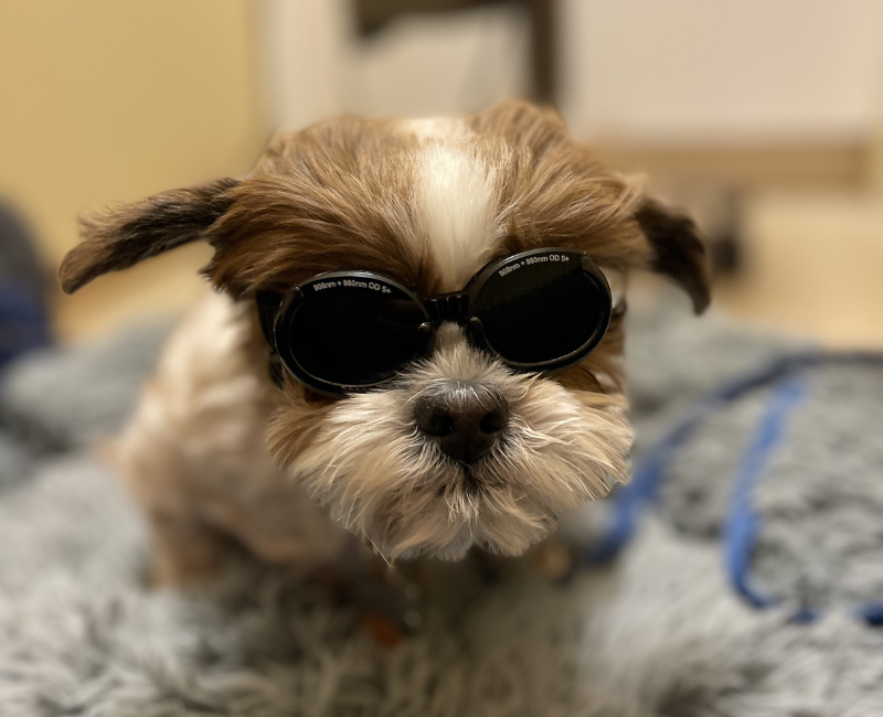laser therapy service image A small dog wearing goggles